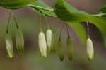 Solomon's seal